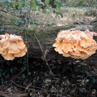 laetiporus_sulphureus5md