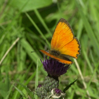 lycaena_virgaureae3md