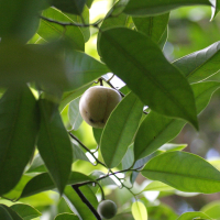 myristica_fragrans4bd