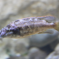 nimbochromis_polystigma2md