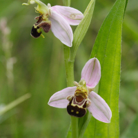 ophrys_apifera6md