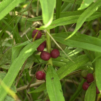 polygonatum_verticillatum2md