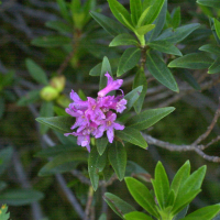 Rhododendron ferrugineum (Rhododendron, Laurier rose des Alpes)