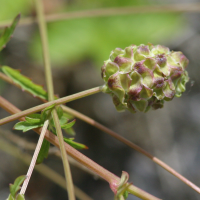 sanguisorba_minor4bd