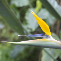 Strelitzia reginae (Oiseau de Paradis)