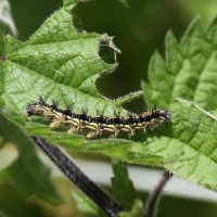 aglais_urticae_ch3md