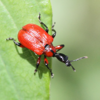 apoderus_coryli2md (Apoderus coryli)