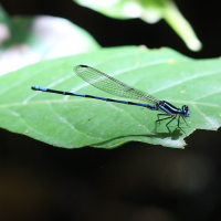 argia_concinna2sd (Argia concinna)