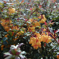 berberis_atropurpureum3md