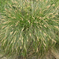 carex_paniculata2amd (Carex paniculata)