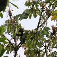 cecropia_obtusifolia2bd (Cecropia obtusifolia)