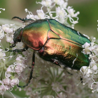 cetonia_aurata2asd (Cetonia aurata)