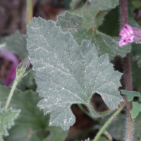 Convolvulus_althaeoides (Convolvulus althaeoides)