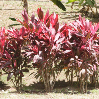 cordyline_fruticosa2md (Cordyline fruticosa)