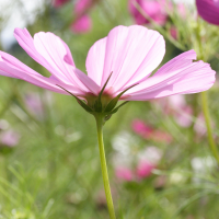 cosmos_bipinnatus3md (Cosmos bipinnatus)