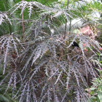 Dizygotheca elegantissima (Faux aralia)