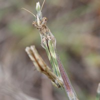 empusa_pennata4md (Empusa pennata)