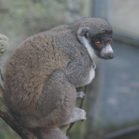 eulemur_mongoz2sd (Eulemur mongoz)