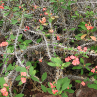 euphorbia_milii_splendens1md (Euphorbia milii)