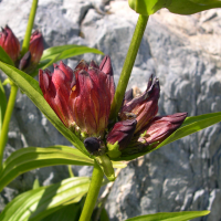 gentiana_purpurea2md