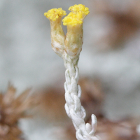 helichrysum_italicum_microphyllum2md