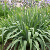 iris_pallida_pallida1md