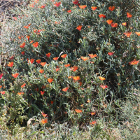 Lampranthus aurantiacus (Ficoïde orange)