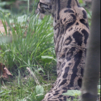 Leopardus wiedii (Margay)