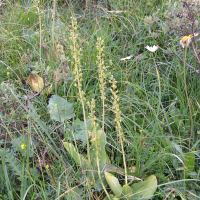 Neottia ovata (Grande listère, Néottie ovale,)