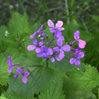 lunaria_annua2md