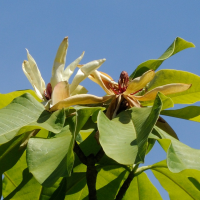 magnolia_tripetala5md