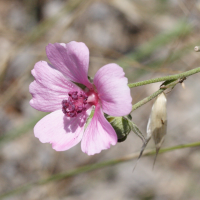 malva_alcea2md