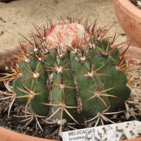 Melocactus broadwayi (Cactus)