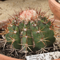 melocactus_broadwayi1md