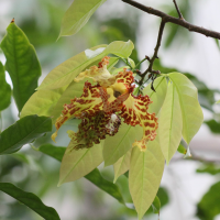 Monodora tenuifolia (Monodora)