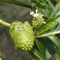 morinda_citrifolia4md