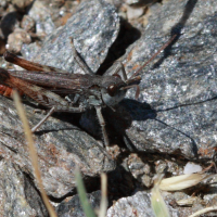 Myrmeleotettix maculatus (Gomphocère tacheté)