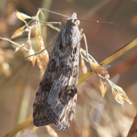 nomophila_noctuella6bd