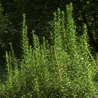 Oenothera biennis (Onagre bisannuel)