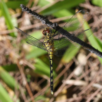 orthetrum_brachiale2md