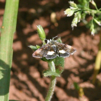 Panemeria tenebrata (Noctuelle pyrale, Noctuelle héliaque)