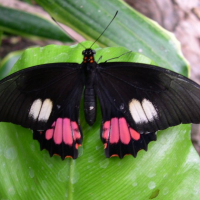 Papilio anchisiades (Ruby-spotted swallowtail)