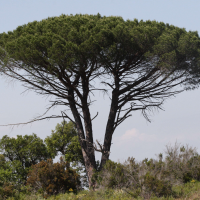 Pinus pinea (Pin parasol, Pin pignon)