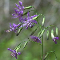 Prenanthes purpurea (Prénanthe pourpre)