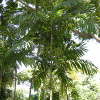 Ptychosperma macarthuri (Palmier)