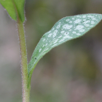 pulmonaria_affinis3md