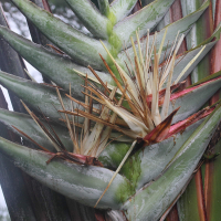 Ravenala madagascariensis (Arbre du voyageur)