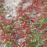 saxifraga_tridactylites5md