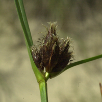 scirpus_maritimus3md (Bolboschoenus maritimus)