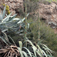 agave_americana5md (Agave americana)